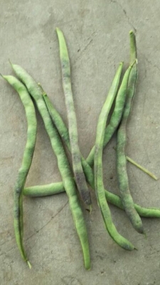 赤峰附近收購豆腐渣電話地址-第1張圖片