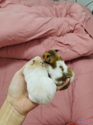 赤峰金絲熊領(lǐng)養(yǎng)地址電話號碼-第1張圖片