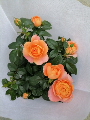 赤峰變色月季有批發(fā)電話的嗎-第1張圖片