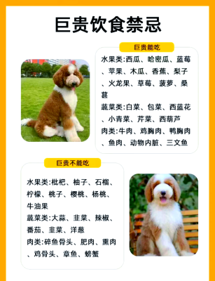 赤峰求購巨貴狗狗電話號碼-第1張圖片