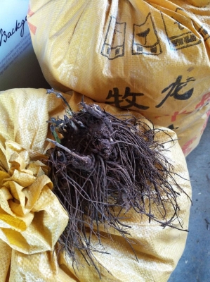 赤峰收鮮貨防風電話號碼查詢-第1張圖片