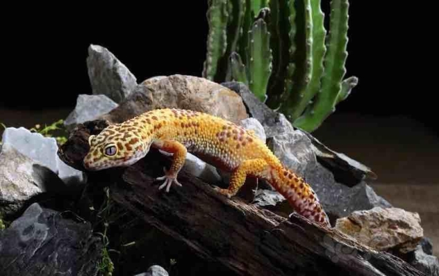 赤峰爬蟲(chóng)市場(chǎng)地址電話(huà)查詢(xún)號(hào)碼-第1張圖片