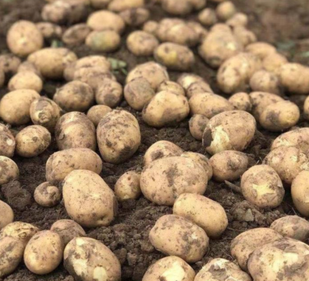 赤峰哪里產(chǎn)土豆-第1張圖片