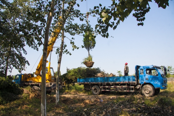 赤峰物業(yè)挖樹(shù)電話是多少號(hào)-第1張圖片