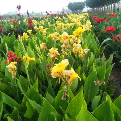 赤峰市紅廟子苗圃電話號碼-第1張圖片