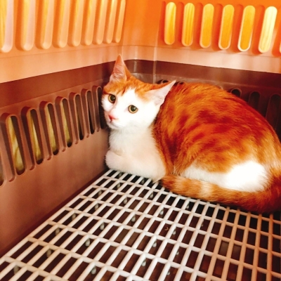 赤峰興安盟寵物托運電話號碼-第1張圖片