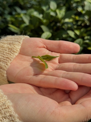 赤峰森野露營基地電話號碼-第1張圖片