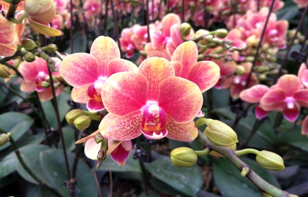 赤峰花卉養(yǎng)殖基地電話號碼-第1張圖片