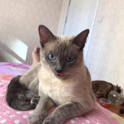 赤峰市送小貓電話地址查詢-第1張圖片