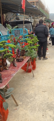 赤峰賣盆栽花的地方電話號碼-第1張圖片