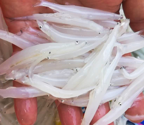 赤峰批發(fā)銀魚電話號(hào)碼查詢地址-第1張圖片