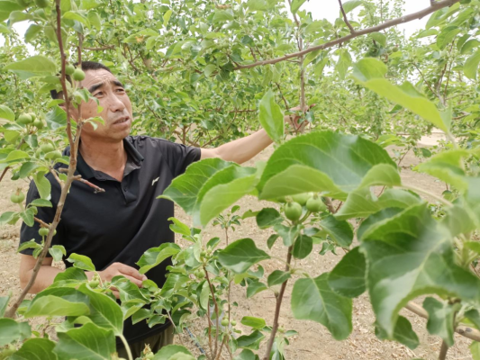 赤峰果樹飲料公司電話多少號-第1張圖片