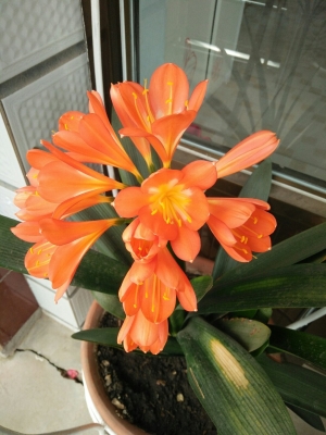 赤峰寧城彩虹社區(qū)電話號碼是多少-第1張圖片