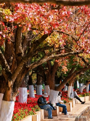 赤峰楓葉林-第1張圖片