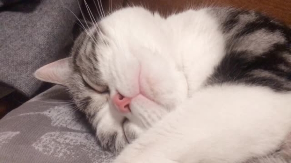 赤峰平莊狗崽出售電話號碼-第1張圖片