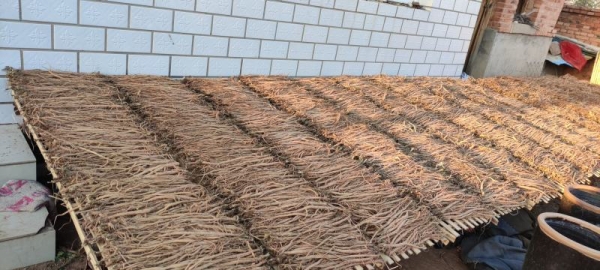 赤峰牛膝種植合作社電話號碼-第1張圖片