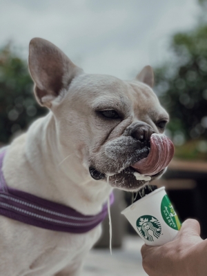 赤峰星巴克寵物店電話號碼-第1張圖片