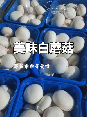 赤峰白蘑菇醬,廠家電話-第1張圖片