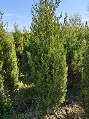 赤峰檜木團(tuán)購(gòu)地址電話查詢號(hào)碼-第1張圖片