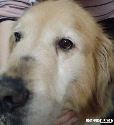 赤峰領(lǐng)養(yǎng)寵物店地址電話(huà)號(hào)碼-第1張圖片