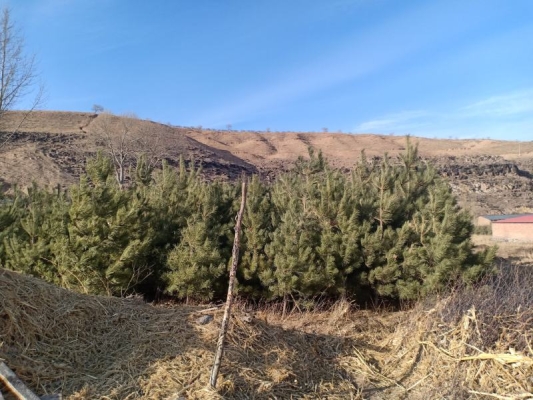 赤峰買(mǎi)賣(mài)松樹(shù)電話(huà)地址是多少號(hào)-第1張圖片