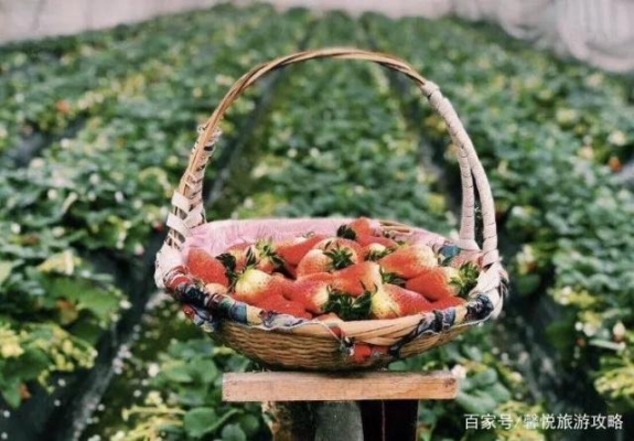 赤峰馨悅草莓園地址電話號碼-第1張圖片