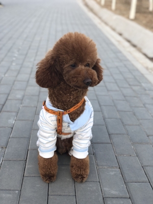 赤峰柚米寵物店電話號碼-第1張圖片