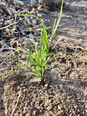 赤峰哪里有賣草的-第1張圖片