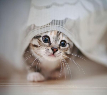 赤峰貓咪圖書館招聘電話號(hào)碼-第1張圖片