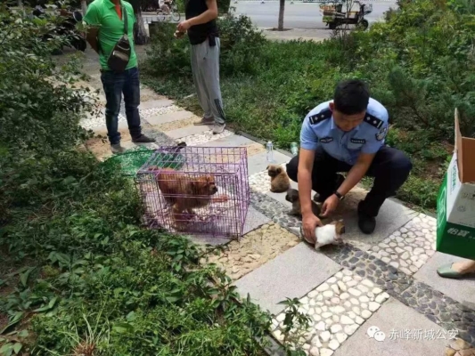 赤峰新城公安分局電話號(hào)碼-第1張圖片