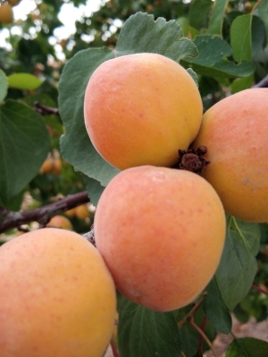 赤峰市敖漢旗蒙菜館電話號(hào)碼-第1張圖片