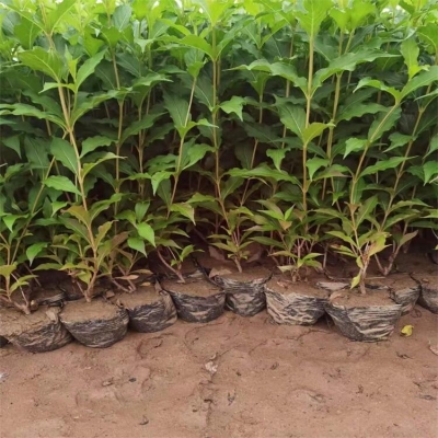 赤峰苗木銷售種植基地電話號碼-第1張圖片