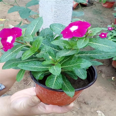 赤峰楊家村種植基地電話號碼-第1張圖片