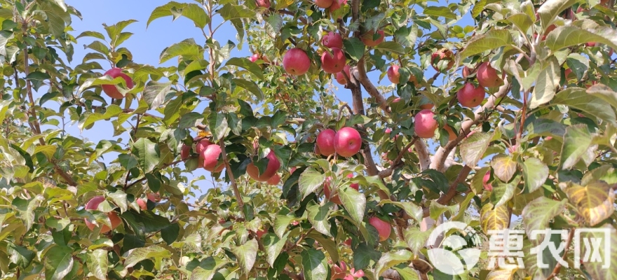 赤峰批發(fā)基地電話號(hào)碼多少-第1張圖片