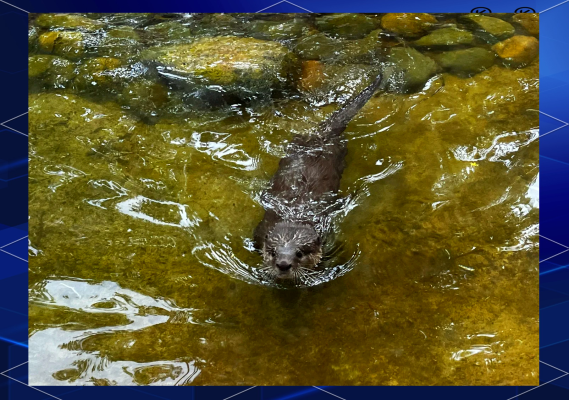 赤峰紅山區(qū)寵物樂(lè)園電話號(hào)碼-第1張圖片