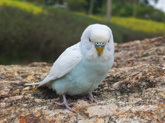 赤峰市鸚鵡商店電話地址查詢-第1張圖片