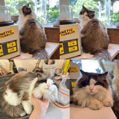 赤峰銀飾 店鋪電話號(hào)碼查詢-第1張圖片