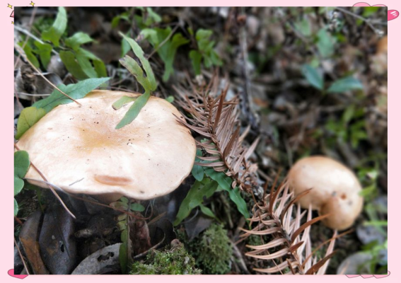 赤峰周邊撿蘑菇-第1張圖片