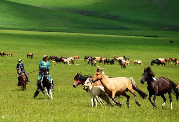 赤峰動物防疫辦咨詢電話是多少-第1張圖片