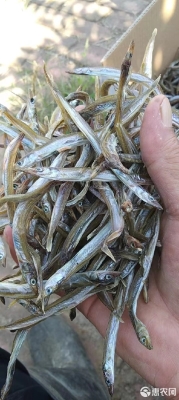 赤峰批發(fā)銀魚(yú)電話地址是多少號(hào)-第1張圖片