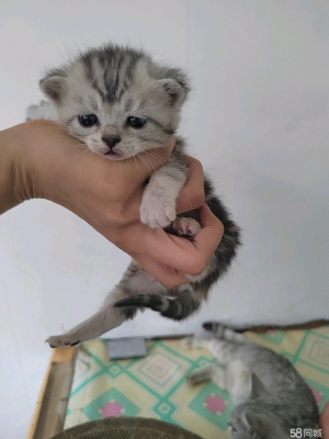 赤峰個(gè)人售貓電話是多少號(hào)-第1張圖片