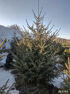 赤峰求購(gòu)云杉樹電話多少號(hào)-第1張圖片