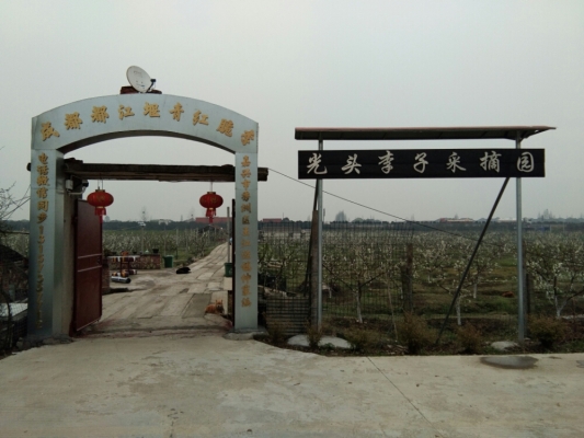 赤峰黃李子采摘園地址電話號碼-第1張圖片