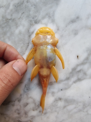 赤峰回收鯉魚的地方電話號(hào)碼-第1張圖片