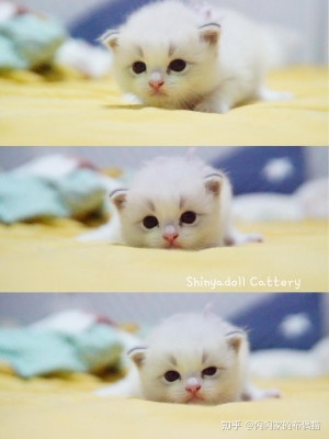 赤峰市閃閃貓舍電話號(hào)碼-第1張圖片