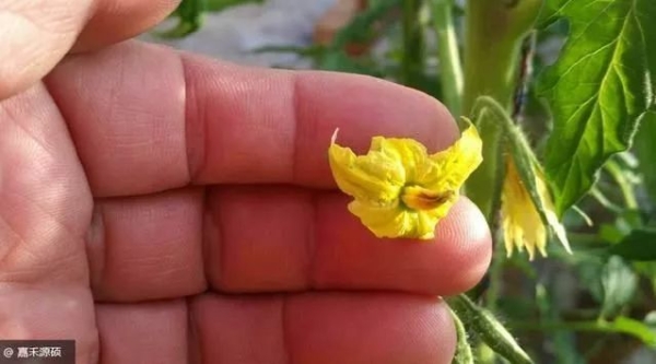 赤峰免授粉批發(fā)商電話號(hào)碼-第1張圖片