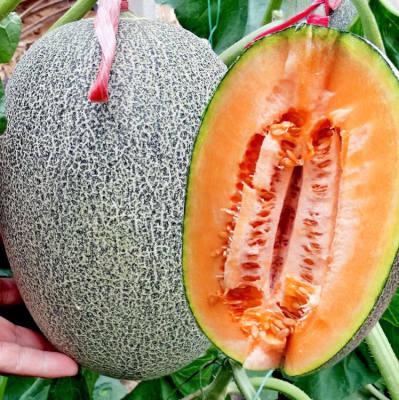 赤峰賣香瓜苗電話號碼是多少-第1張圖片