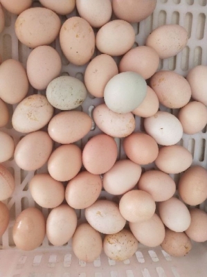 赤峰賣(mài)土雞蛋電話號(hào)碼多少-第1張圖片