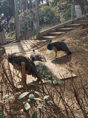 赤峰紅山區(qū)森林公安電話號碼-第1張圖片