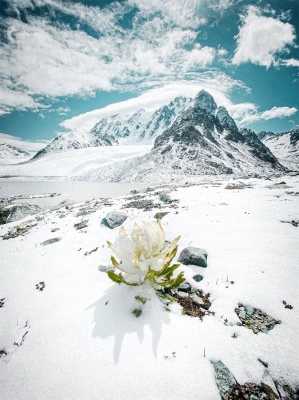 赤峰市仁立雪蓮-第1張圖片